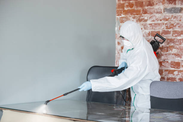 Why You Should Choose Our Mold Remediation Services in Ellisville, MS